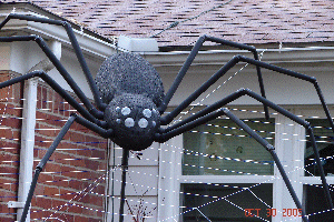 Spider